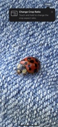 Ladybug (or Ladybird beetle)