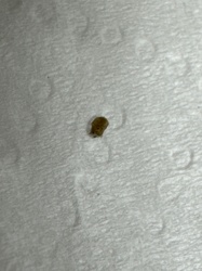 Carpet Beetle (larva)