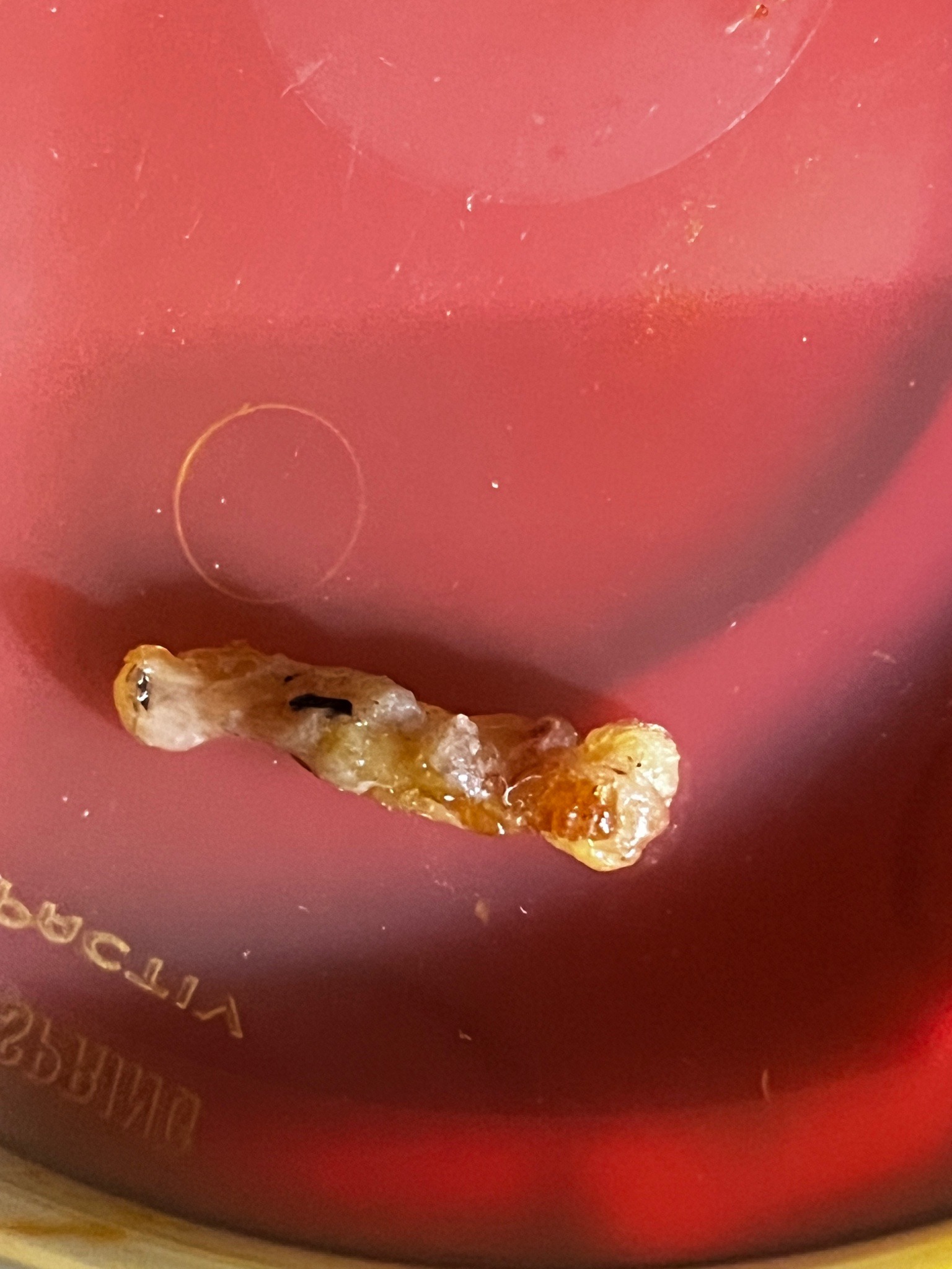 Pantry moth larva (Indianmeal moth caterpillar)