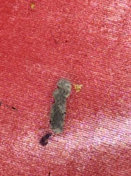 Case-bearing Clothes Moth (Larva)