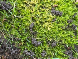 Nostoc / Star Jelly (a common name for the gelatinous masses) / Witch's Butter (another common name often used for similar gelatinous substances)