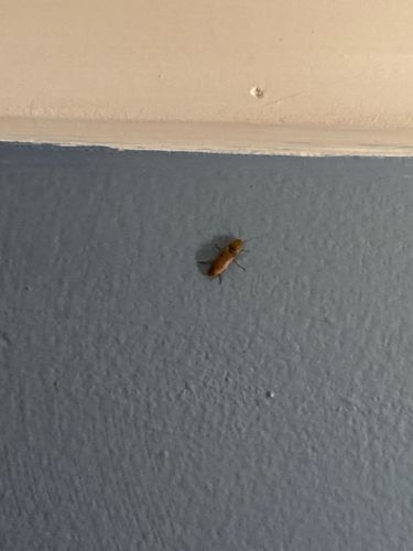 Cockroach