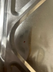 Bed Bug
