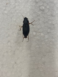 Ground Beetle