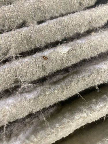 Carpet Beetle (larva)