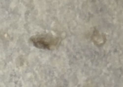 Plaster Bagworm (or Household Casebearer)