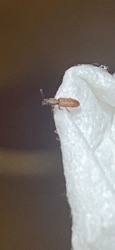 Sawtoothed Grain Beetle