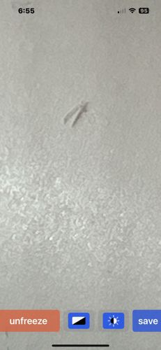 Case-bearing Clothes Moth Larva