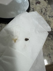 Cockroach (likely a German or American Cockroach nymph based on appearance)