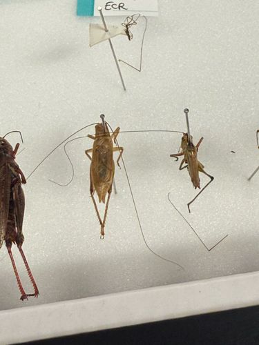 Camel Cricket / Cave Cricket / Spider Cricket