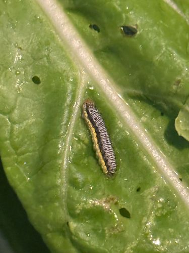 Cabbage White Butterfly larva (Cabbage Worm)