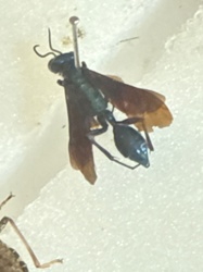 Tarantula Hawk Wasp