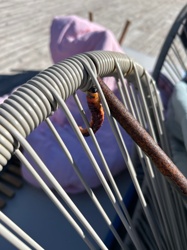Palo Verde Beetle (larva)