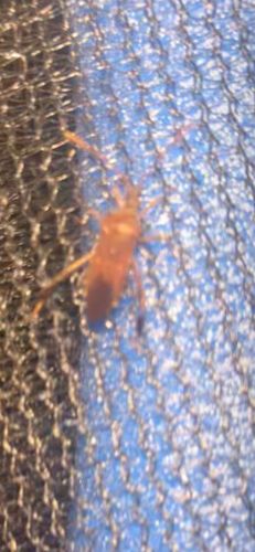 Assassin Bug (likely a nymph or a small species)