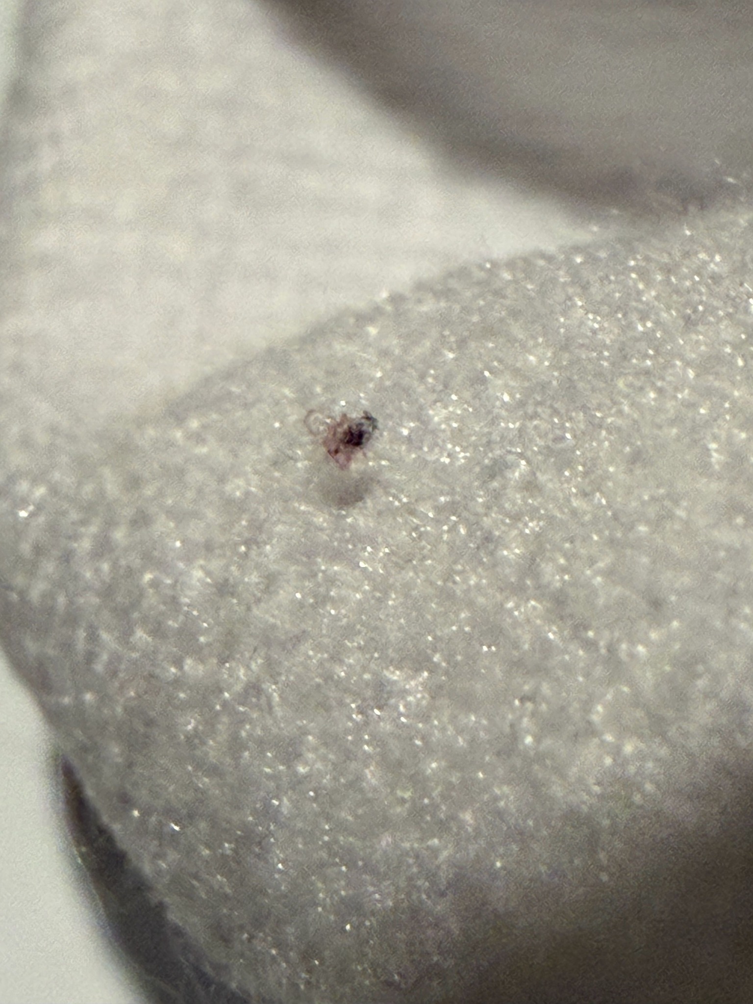 Bird Mite
