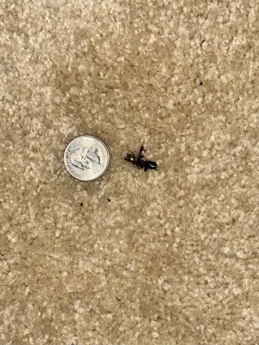 Ant (winged reproductive form)