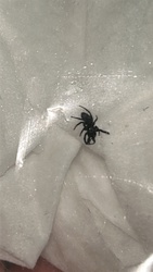 Jumping Spider