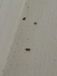 Carpet Beetle Larva