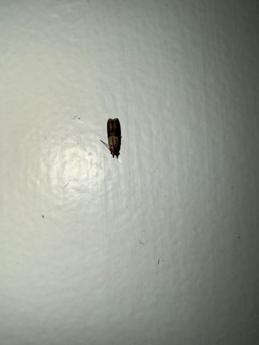 Indian meal moth