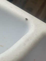 Carpet Beetle (likely Varied Carpet Beetle or Black Carpet Beetle)