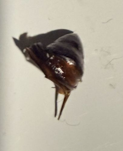 Cockroach (Ootheca/Egg Case)