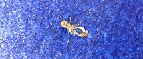 Varied Carpet Beetle (Larva)