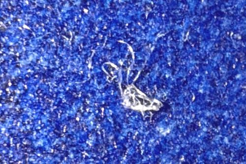 Silverfish (molted skin or young nymph)