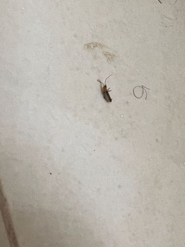 Firefly