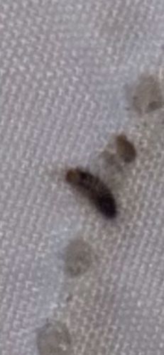 Carpet Beetle Larva