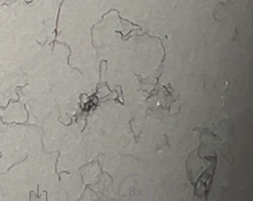 Not Applicable (Not an insect/bug)