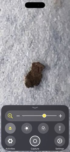 Junk bug (Green Lacewing Larva)