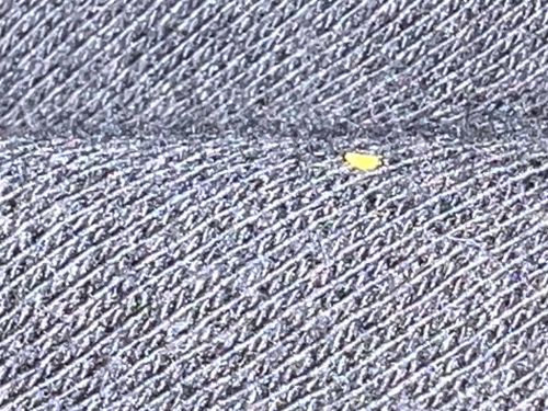 Bird or rodent mite (likely nymph)