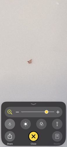 Lace Bug
