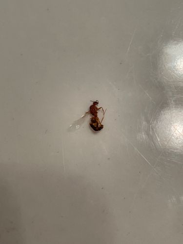 Red Imported Fire Ant