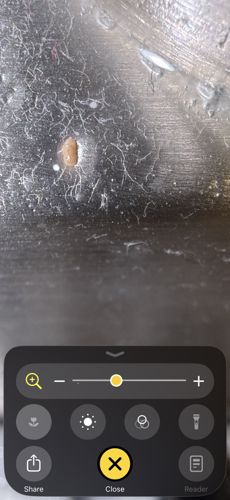 Varied Carpet Beetle (Larva)