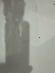 Fungus Gnat (likely)