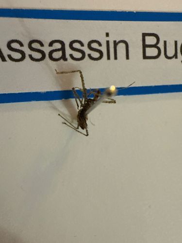 Assassin Bug