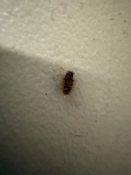 Carpet beetle larva