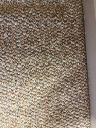 Carpet Beetle