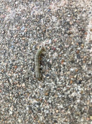 Inchworm (Geometer Moth Larva)