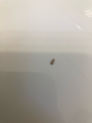 Carpet Beetle