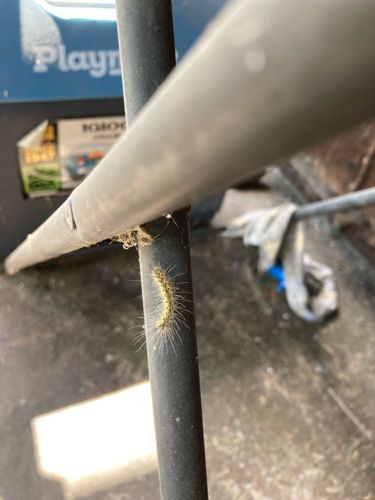 Fall Webworm