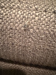 Carpet Beetle (Larva)