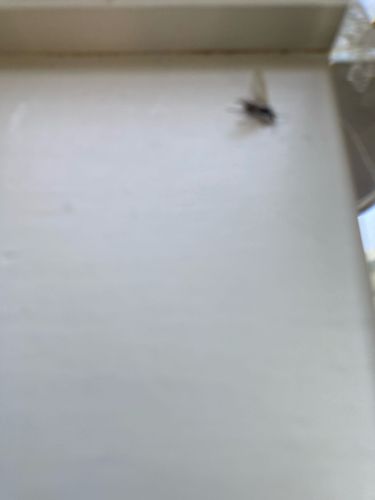 House Fly