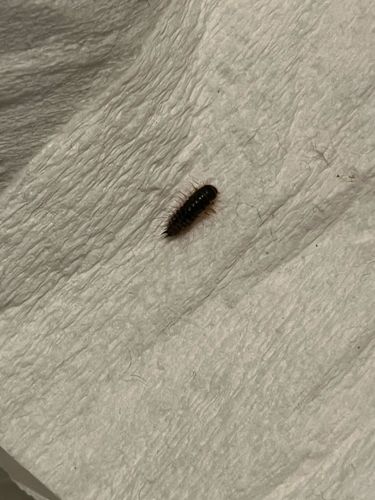 Carpet Beetle Larva (likely Black Carpet Beetle or Varied Carpet Beetle)