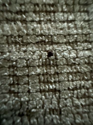 Carpet Beetle (likely Black Carpet Beetle)