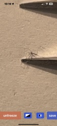 Crane Fly
