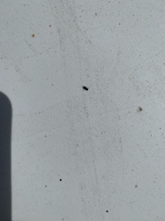 Thrips