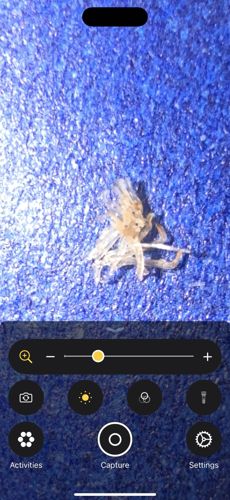 Spider (unidentified species' exoskeleton)