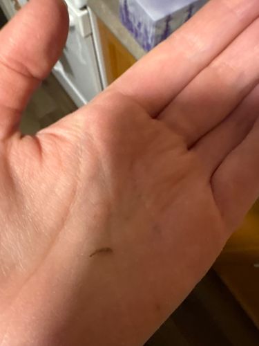 Fungus Gnat